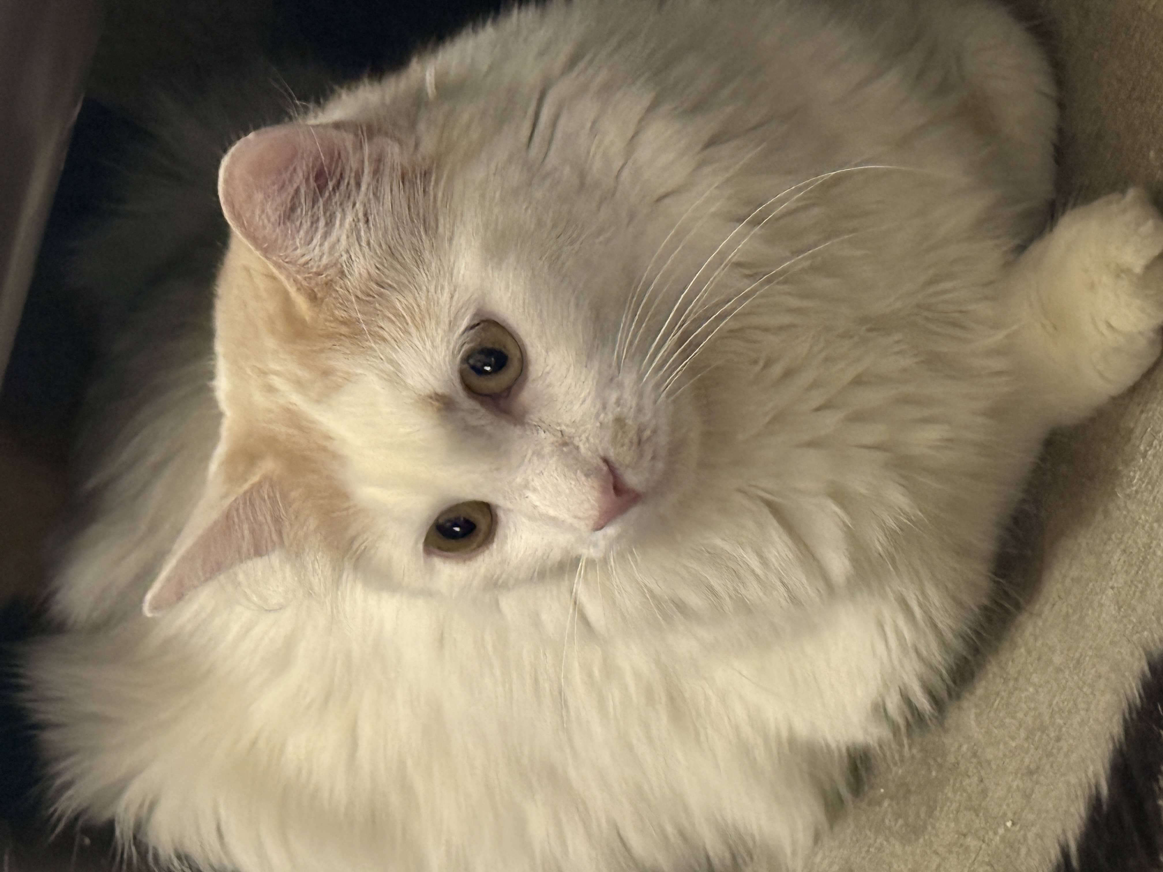 kittyyyy